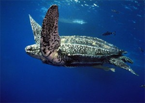 external image leatherback-300x213.jpg