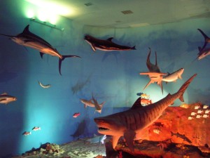 Summer Museum Schedule