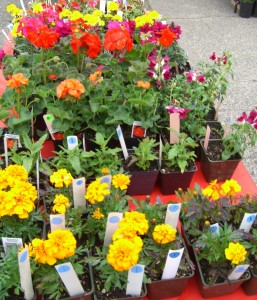 Holden Beach Plant Sale