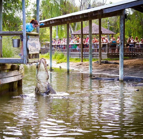 Alligator Adventure Vacation Activity Guide