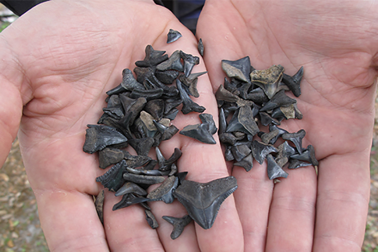 HowToFindSharksTeeth Holden Beach NC