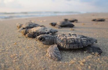 Sea-Turtle-Hatching-Season
